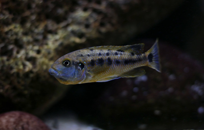 Pseudotropheus sp. 'williamsi north' Manda